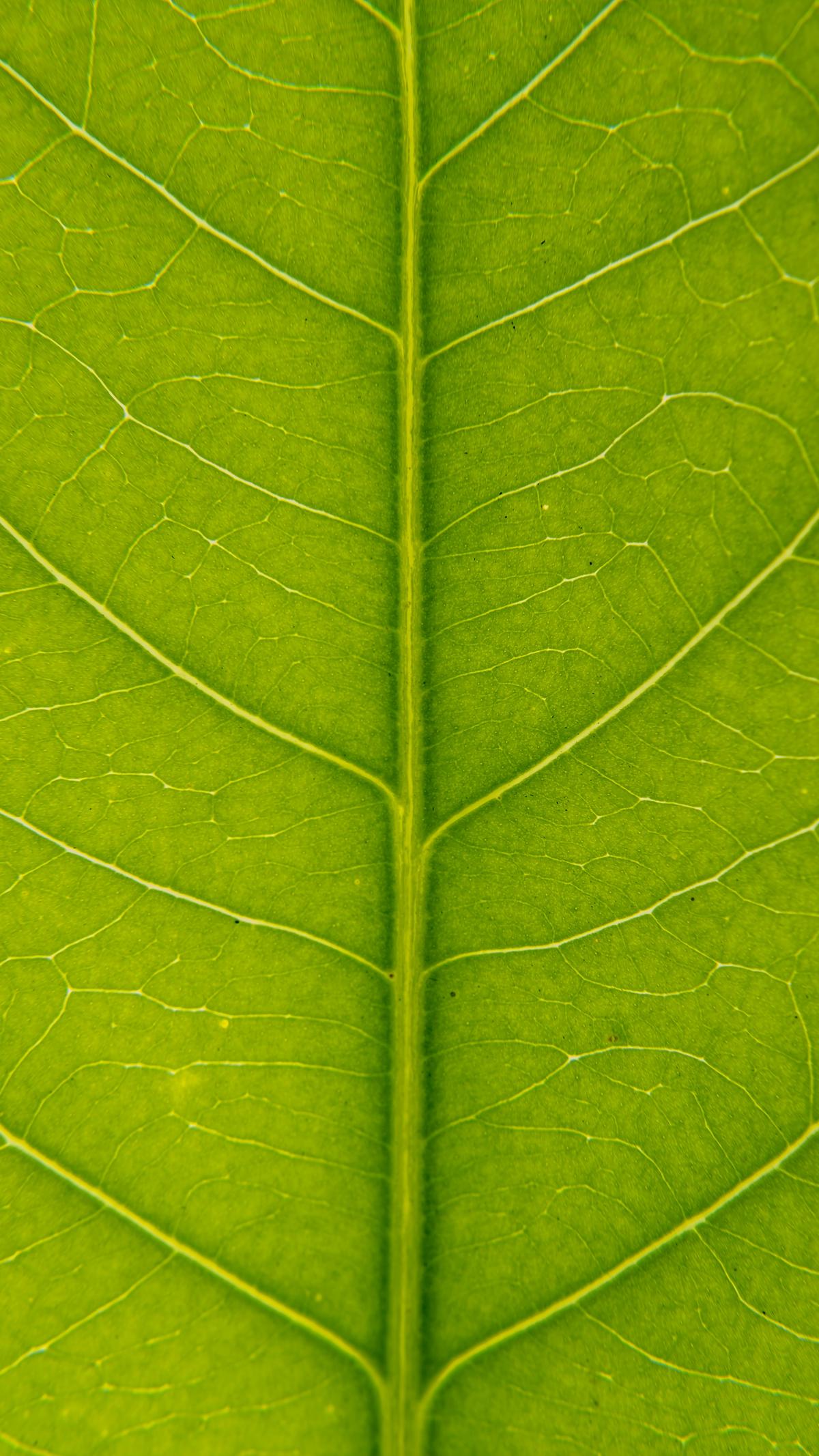 Image of a green leaf symbolizing the environmental impact and ripple effect of choosing green hosting for a website